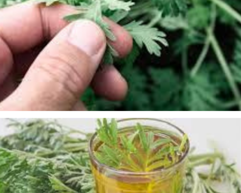 Pelinul este una dintre cele mai vechi plante medicinale