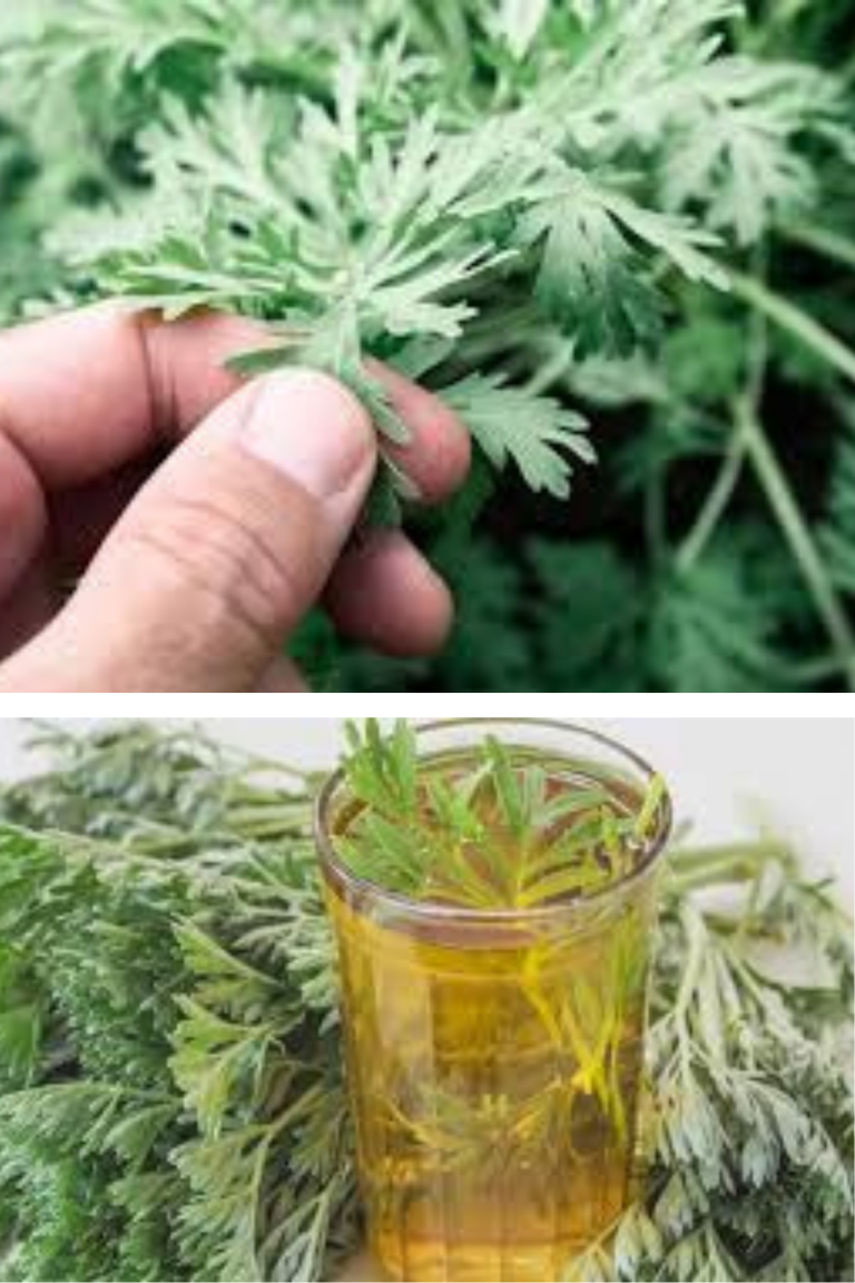 Pelinul este una dintre cele mai vechi plante medicinale
