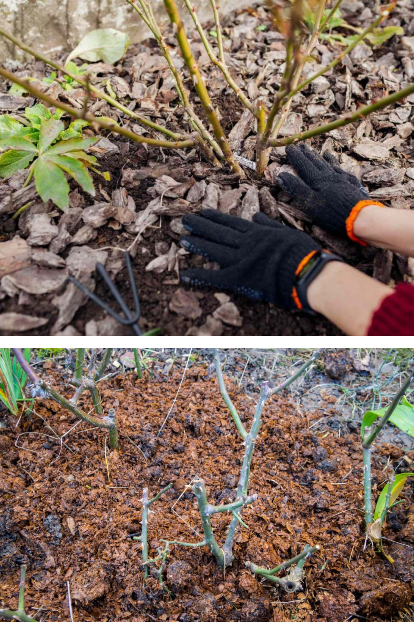 Plantele care trebuie neapărat mulcite toamna