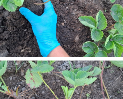 greșeli frecvente la plantarea căpșunilor toamna