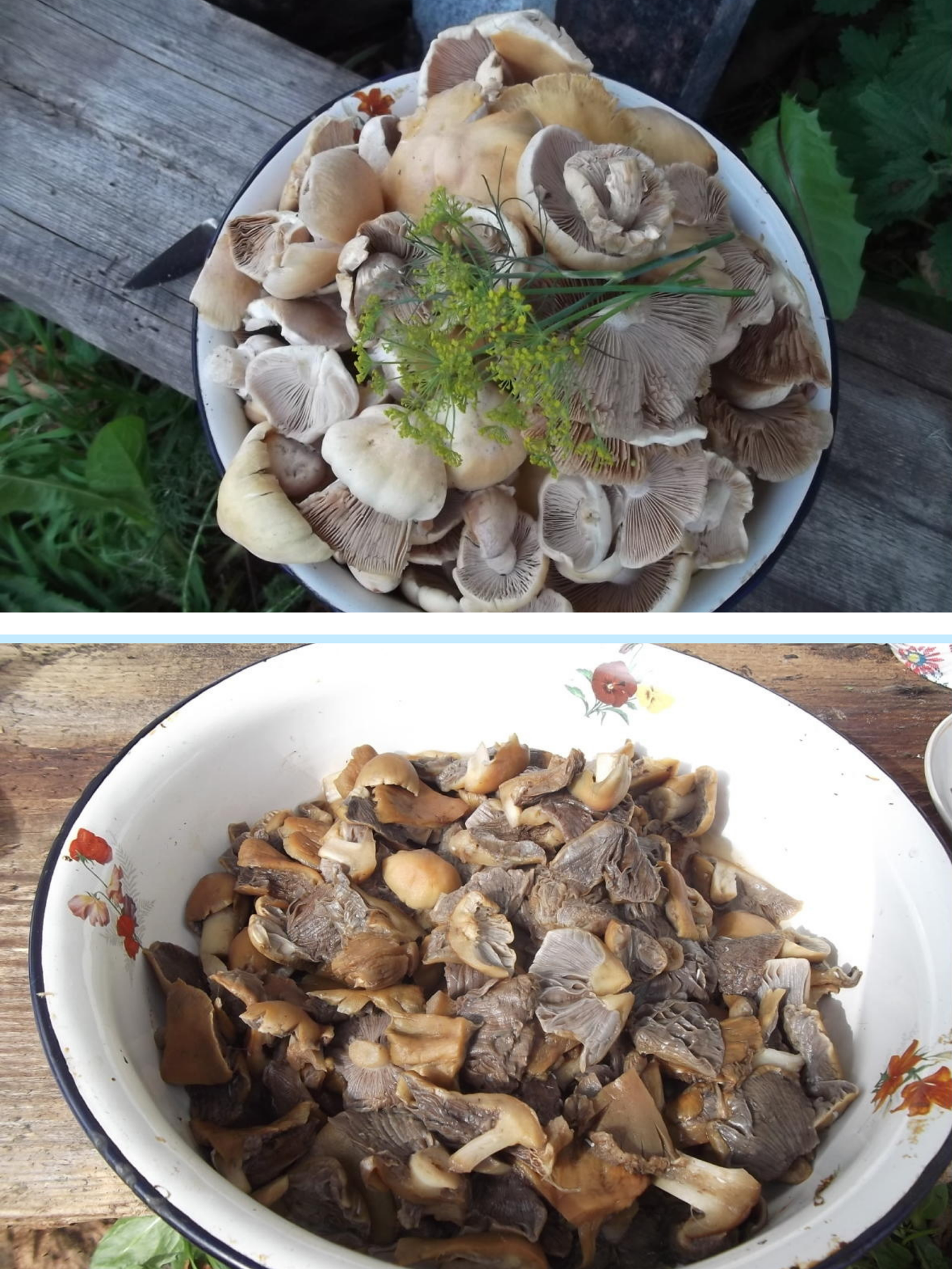 Ciuperci murate la fermentat