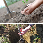 Îngrijirea pomilor proaspăt plantați