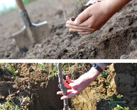 Îngrijirea pomilor proaspăt plantați