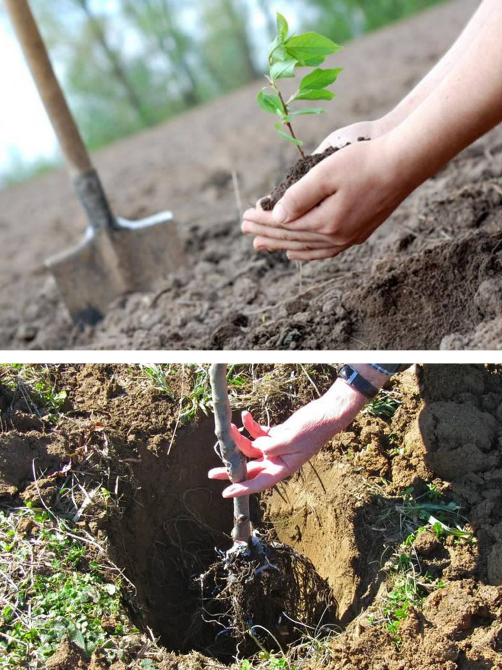 Îngrijirea pomilor proaspăt plantați