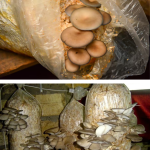 Pleurotus în saci cu rumeguș