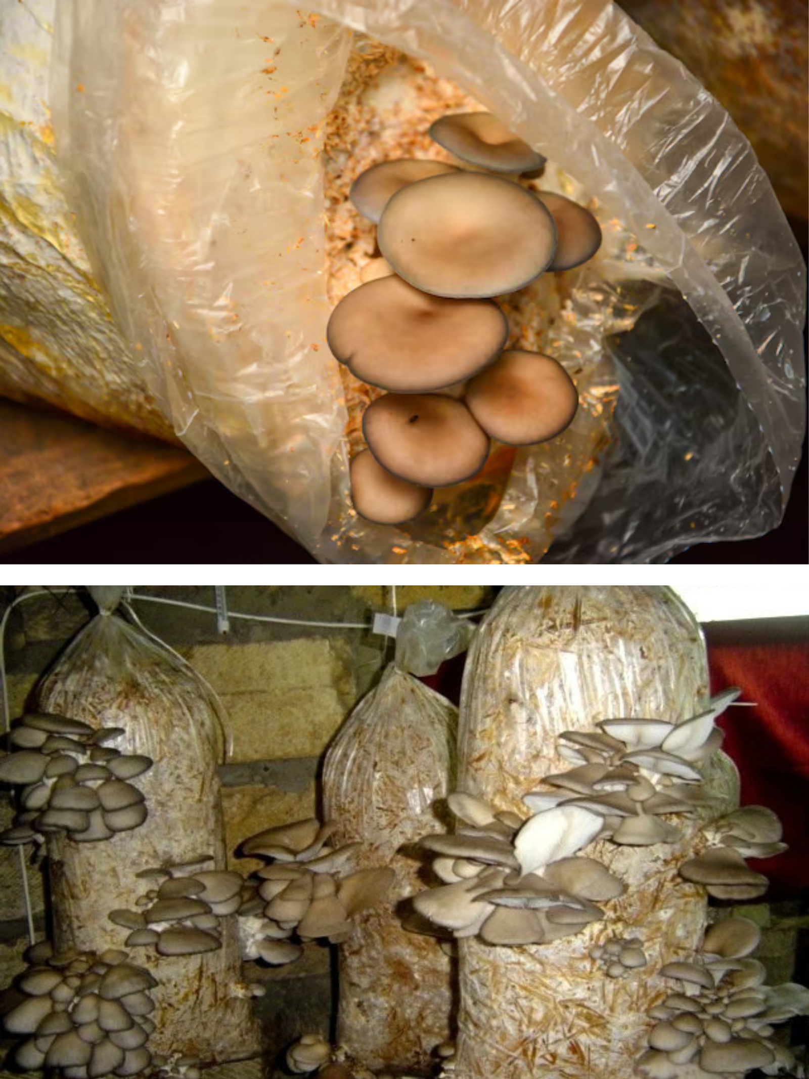 Pleurotus în saci cu rumeguș