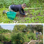 Jumătate de oră în grădină reduce riscul unor boli grave