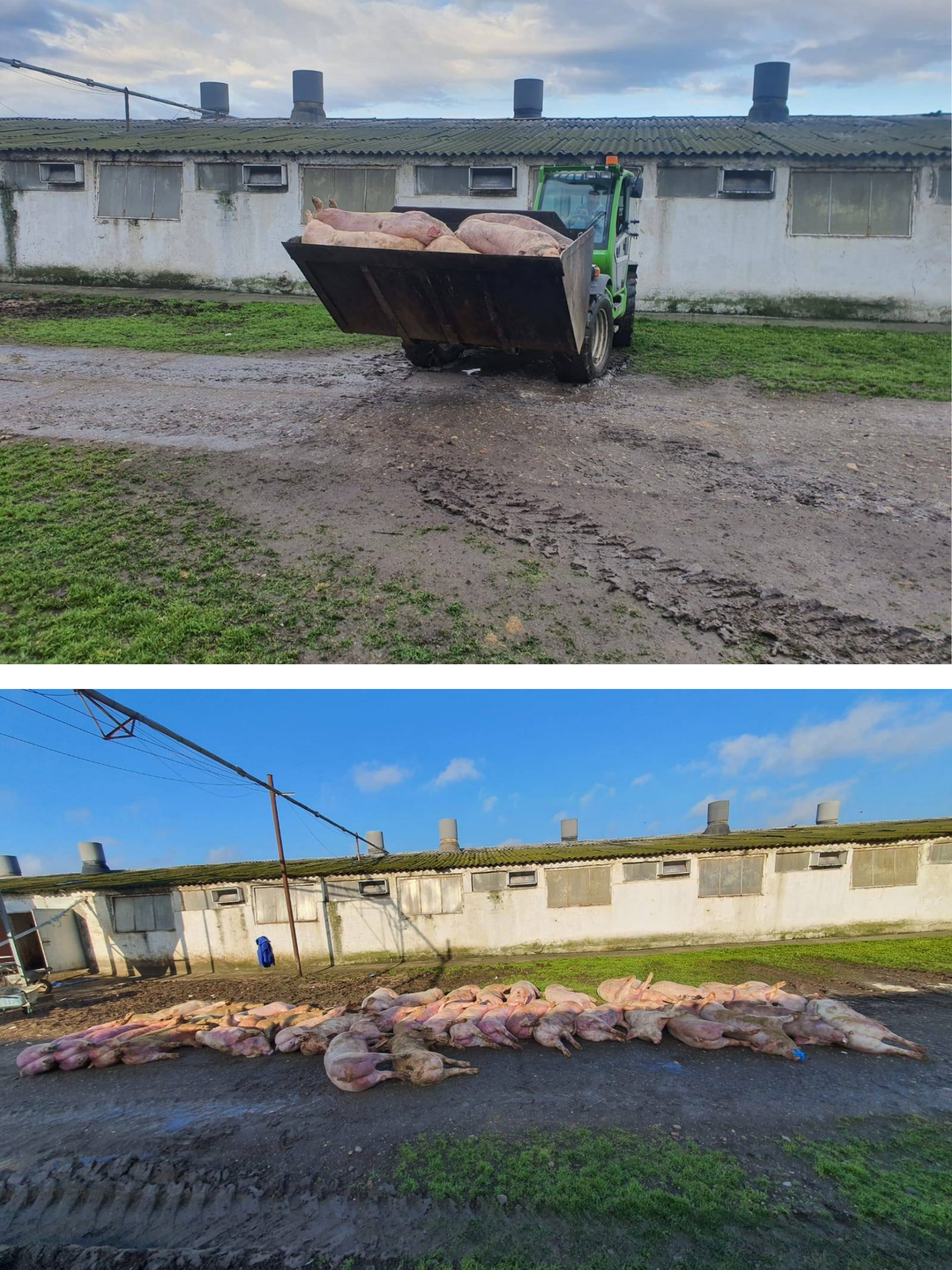 Focar de pestă porcin