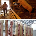 Cât plătești pe porc și cât rămâne după tăiere. Cât te costă de fapt kilogramul de carne