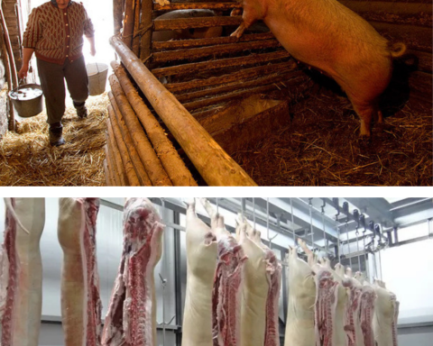 Cât plătești pe porc și cât rămâne după tăiere. Cât te costă de fapt kilogramul de carne
