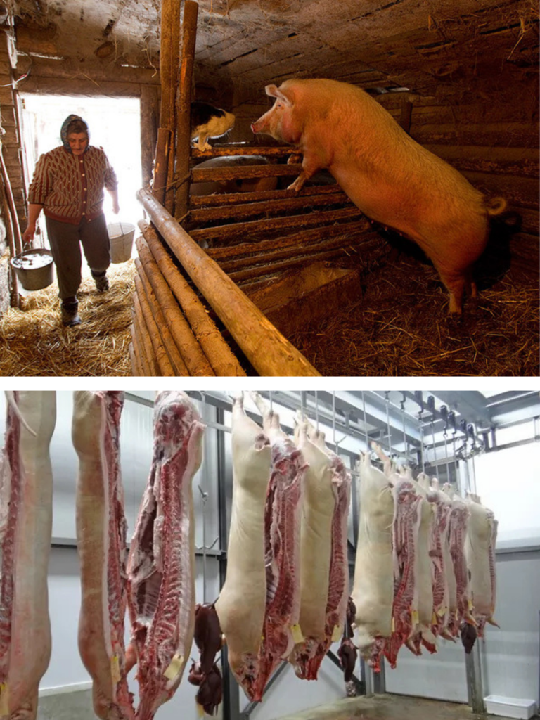 Cât plătești pe porc și cât rămâne după tăiere. Cât te costă de fapt kilogramul de carne