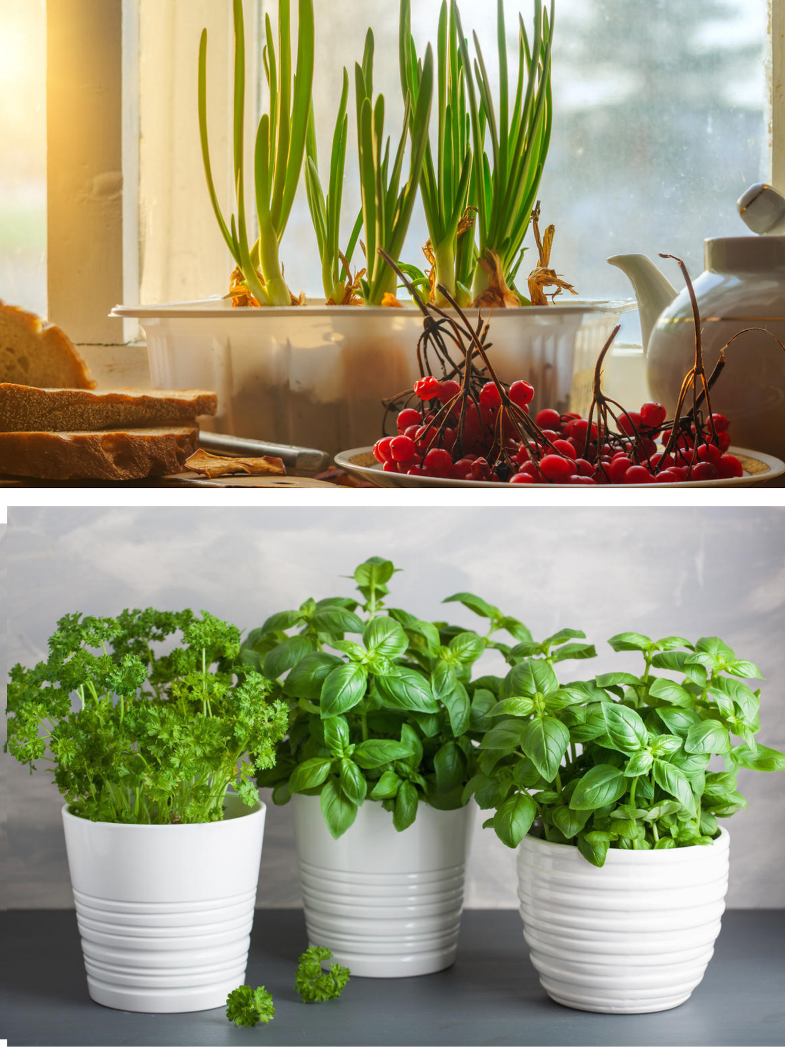 plante care cresc perfect pe pervaz