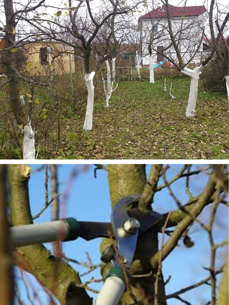 Tăierile la pruni toamna
