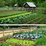 Legumele care sunt mai ieftin de cultivat decât de cumpărat