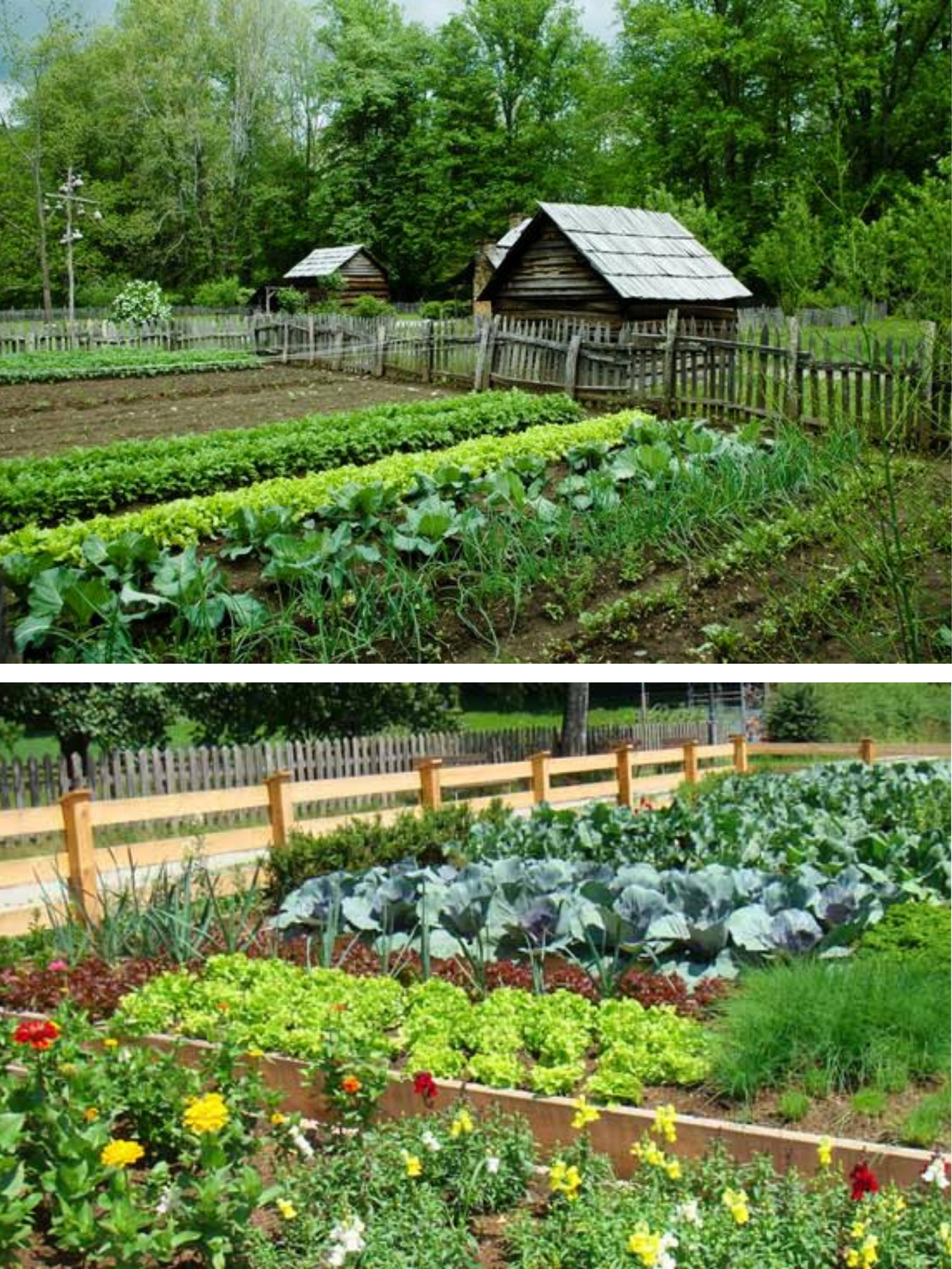 Legumele care sunt mai ieftin de cultivat decât de cumpărat