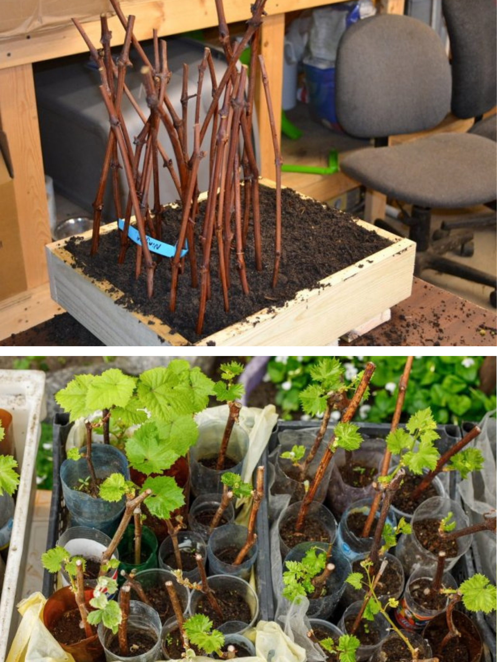 Secretul viței plantate toamna