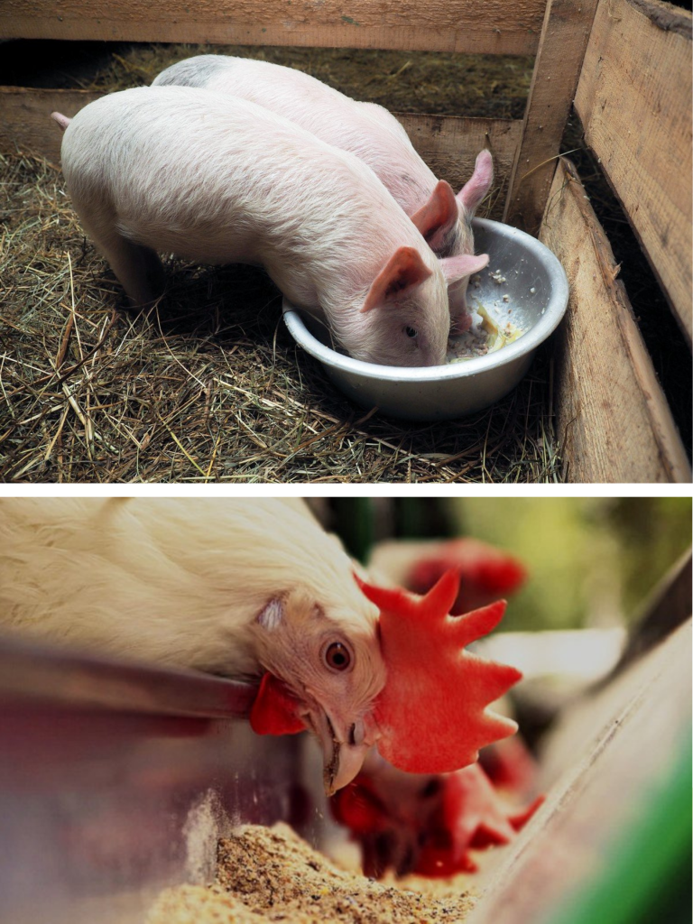 Drojdia de bere în hrana animalelor domestice. Cum o alegi, cum o dai, ce rezultate vezi
