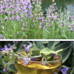 Salvia, planta uitată din grădină care oprește durerea de dinți