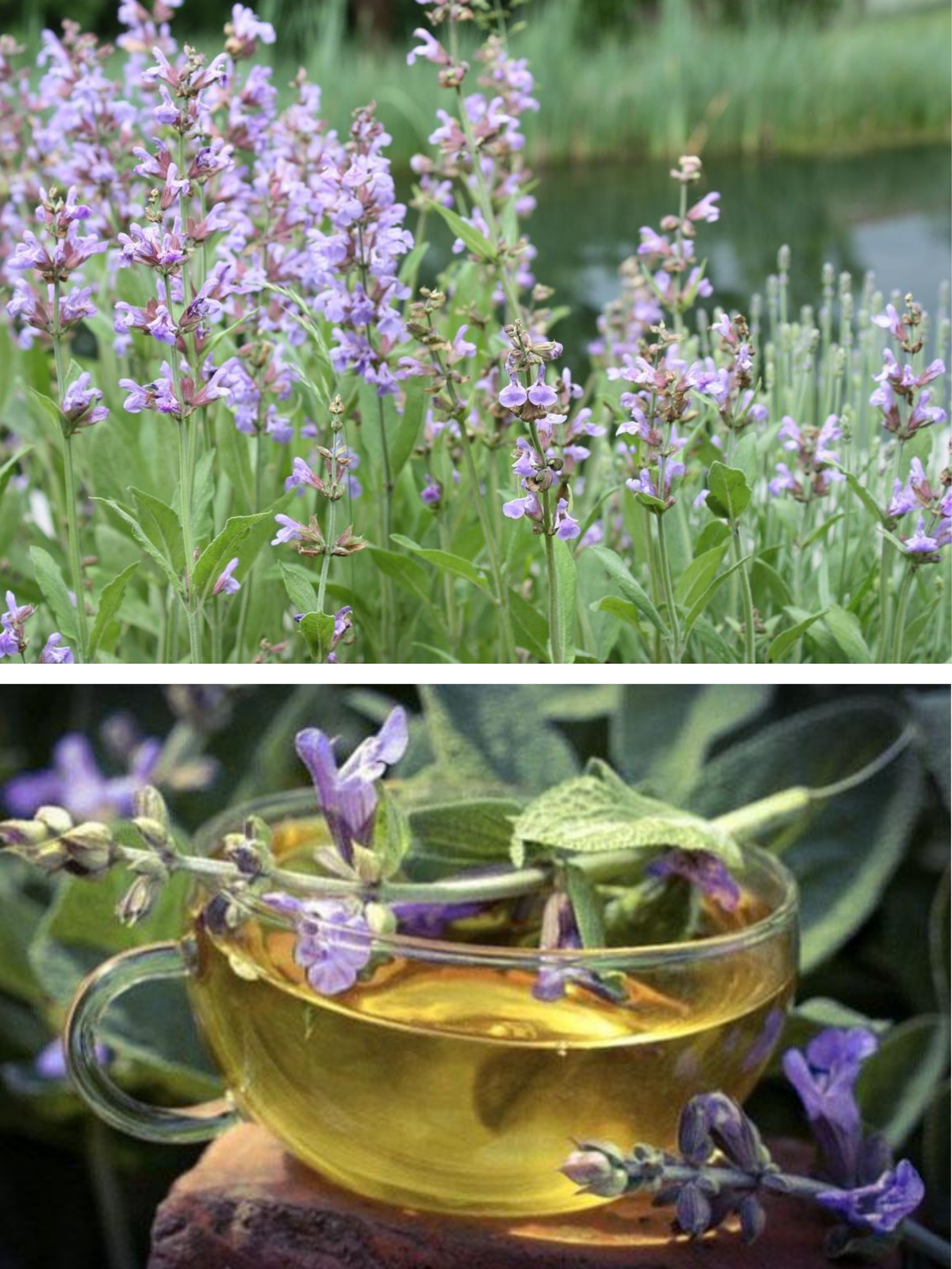 Salvia, planta uitată din grădină care oprește durerea de dinți