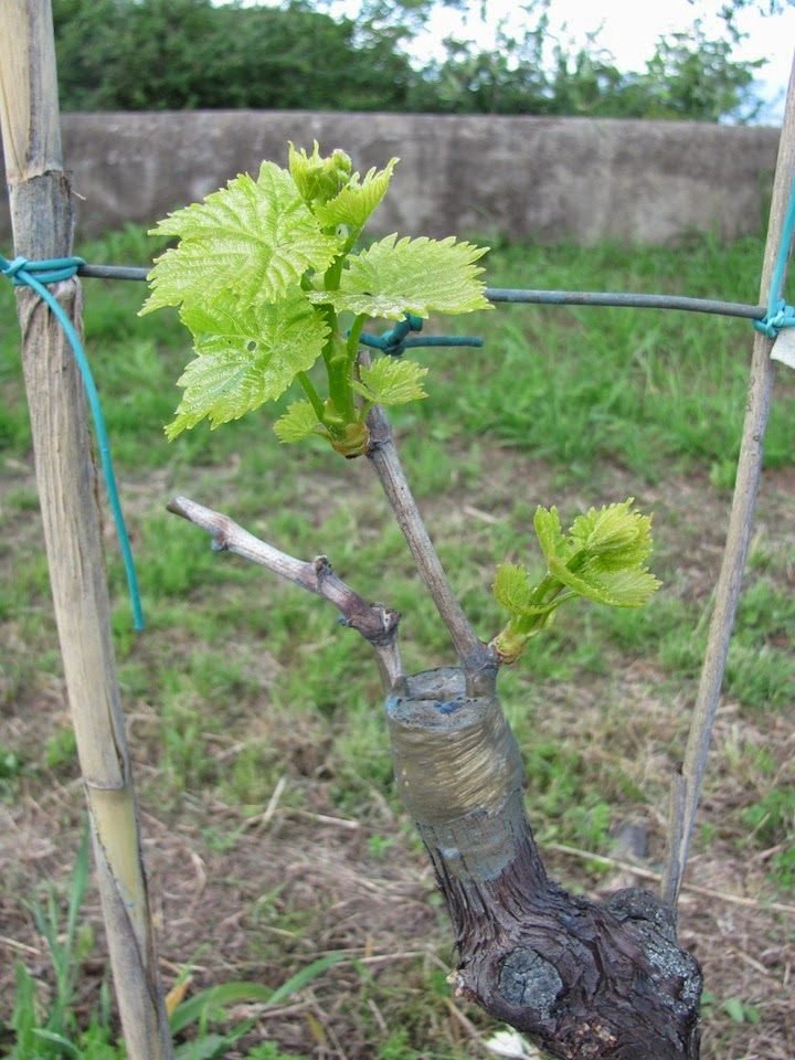 Înmulțirea viței-de-vie prin altoire