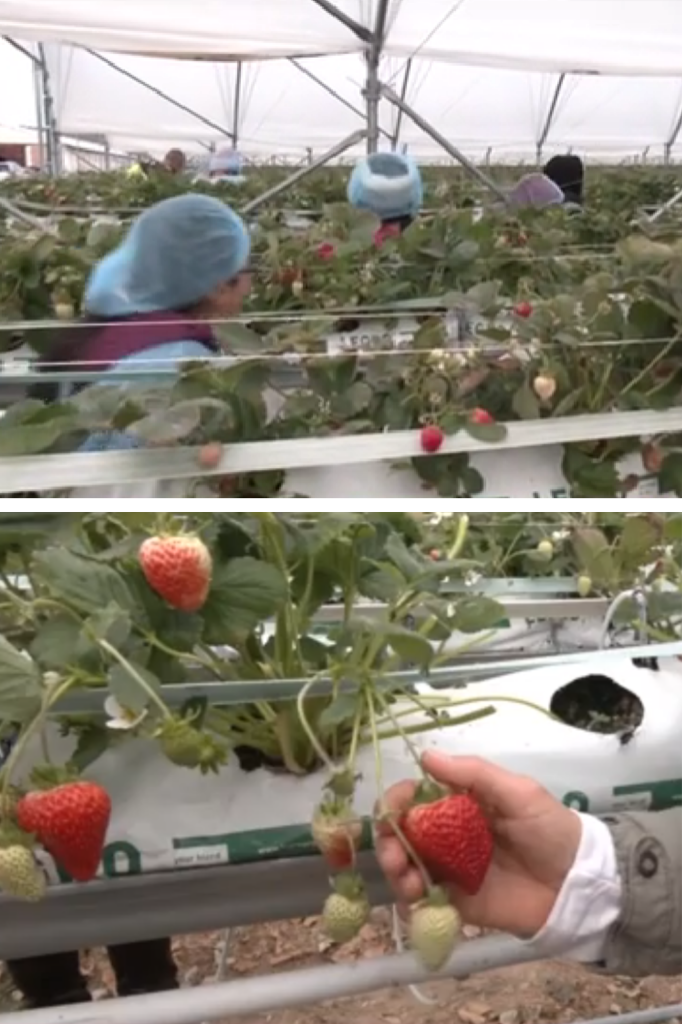 Afacere de succes în Beiuș. Serele de acolo sunt pline de căpșune proaspete în prag de iarnă