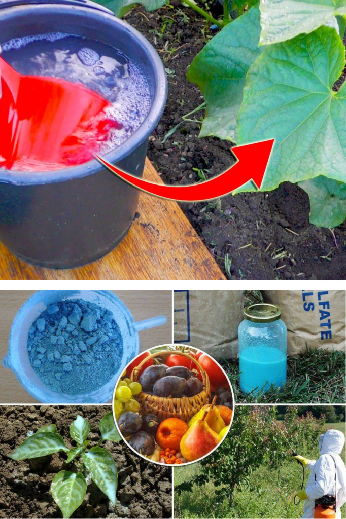 Solutiile bio cu plante de la A la Z. Reguli de folosire a pesticidelor ecologice