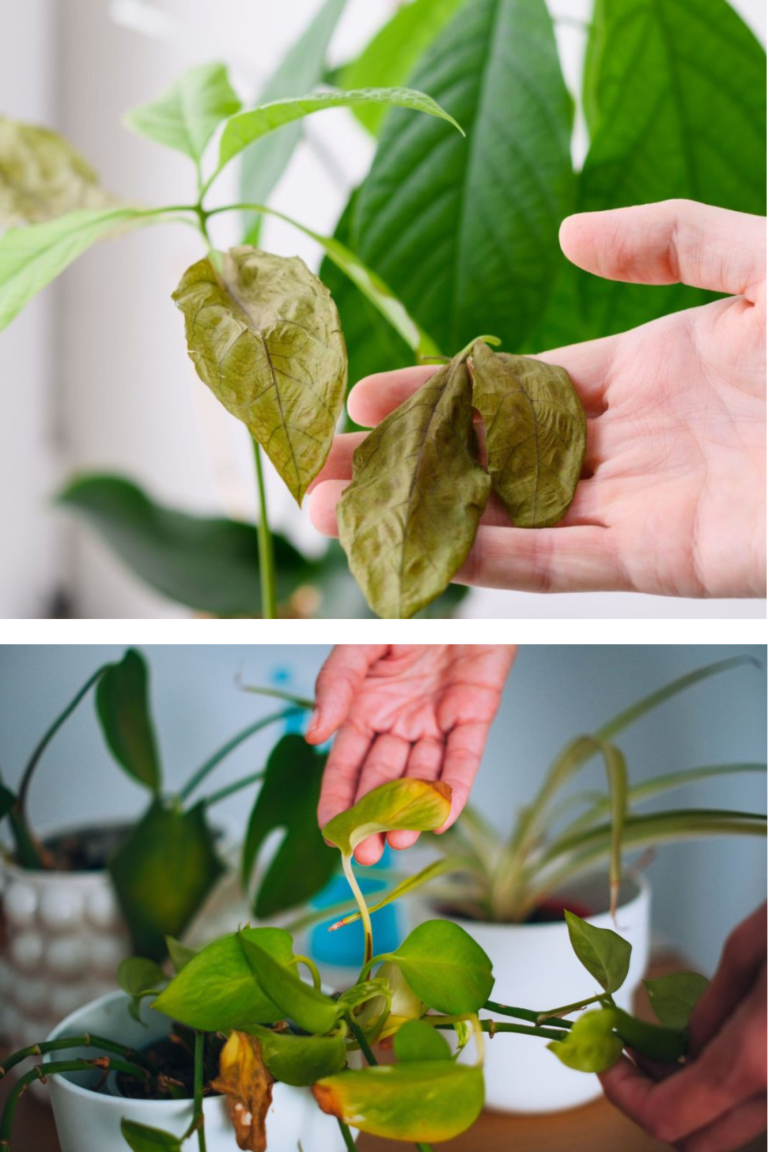 Problemele plantelor de apartament iarna