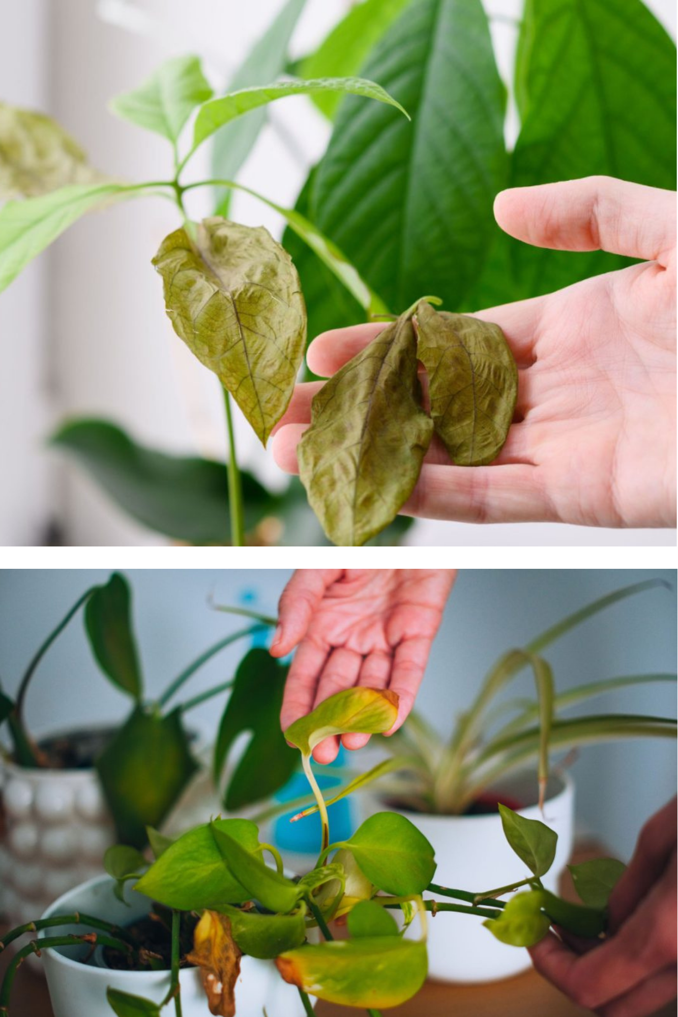 Problemele plantelor de apartament iarna