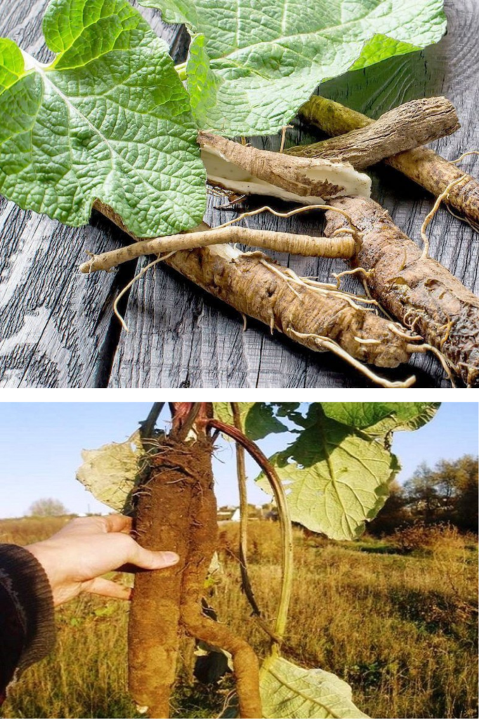 Radacina care reduce glicemia, protejează ficatul de toxine și reduce colesterolul