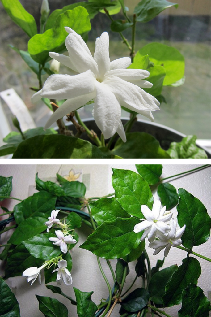 Cea mai parfumată floare care crește în ghiveci și cucerește orice balcon. Ușor de îngrijit, miroase extraordinar și se potrivește bine în spații mici