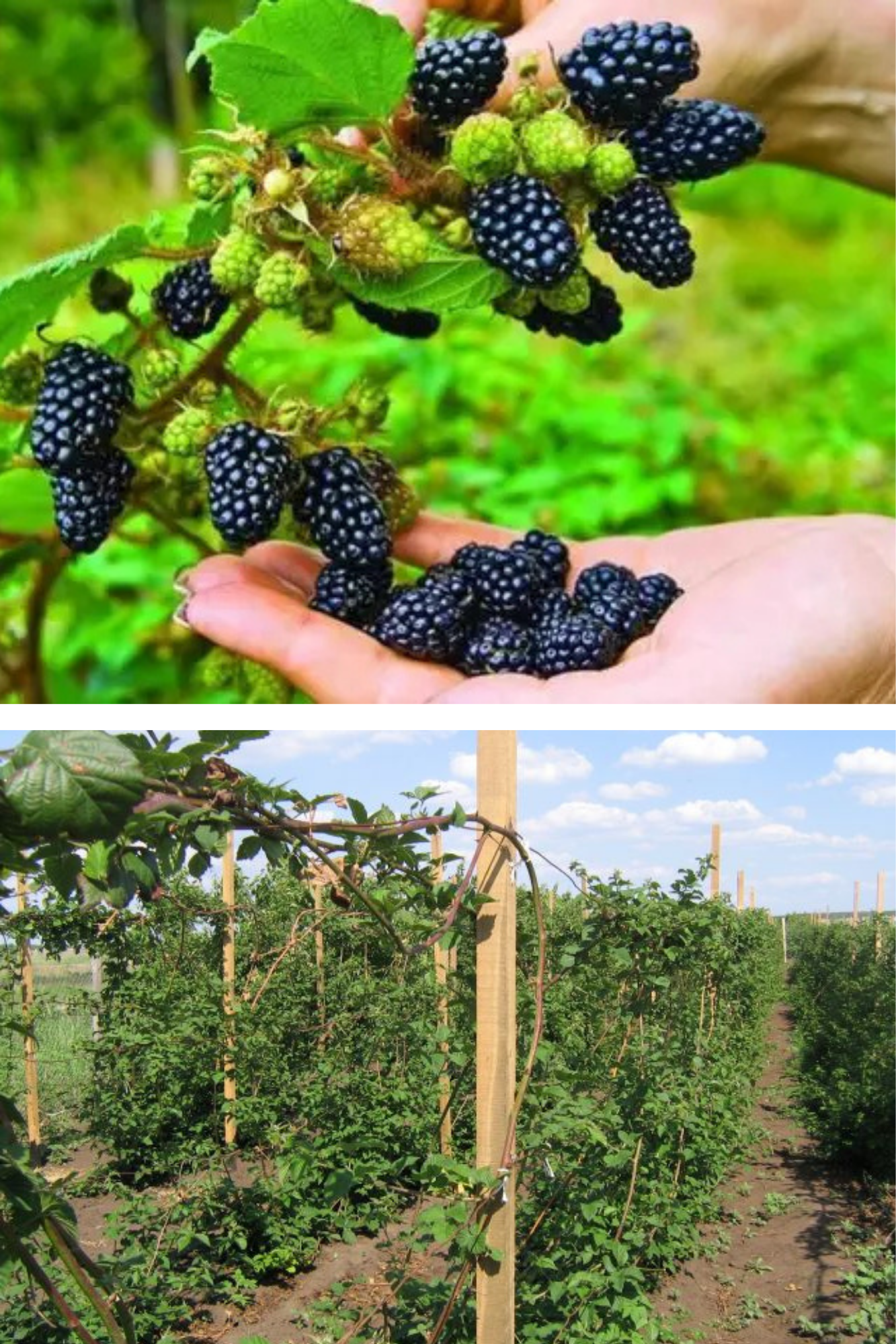 cultura murului