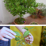 Dafinul poate fi crescut și in ghiveci. Tot ce trebuie sa știi despre plantat și beneficiile pe care ni le aduce.
