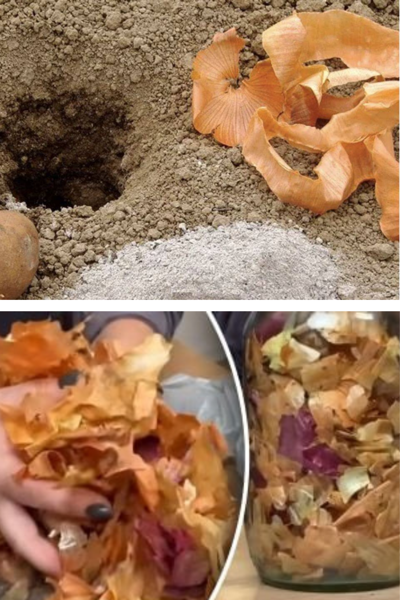 coji de ceapă