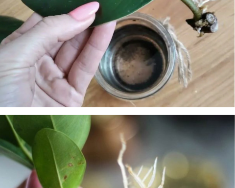 Cum se înrădăcinează corect un ficus acasă