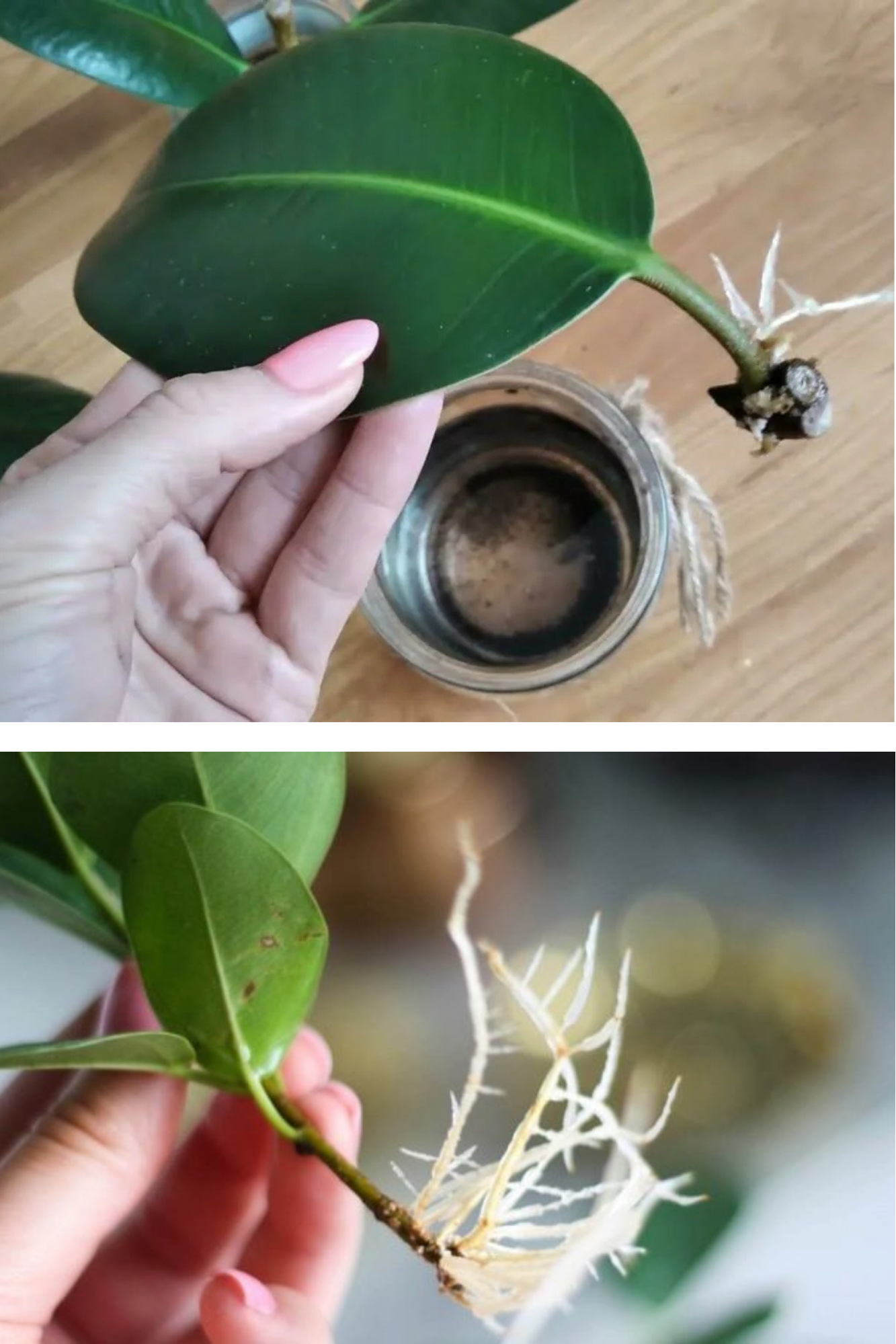 Cum se înrădăcinează corect un ficus acasă
