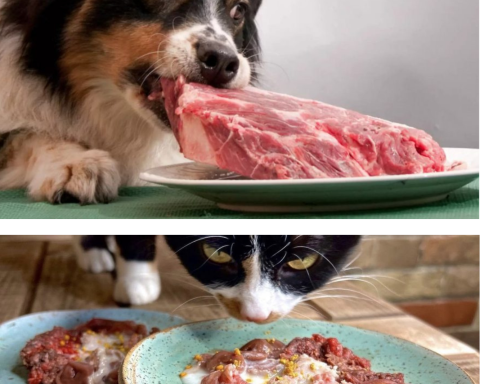 îți hrănești câinele sau pisica cu carne crudă