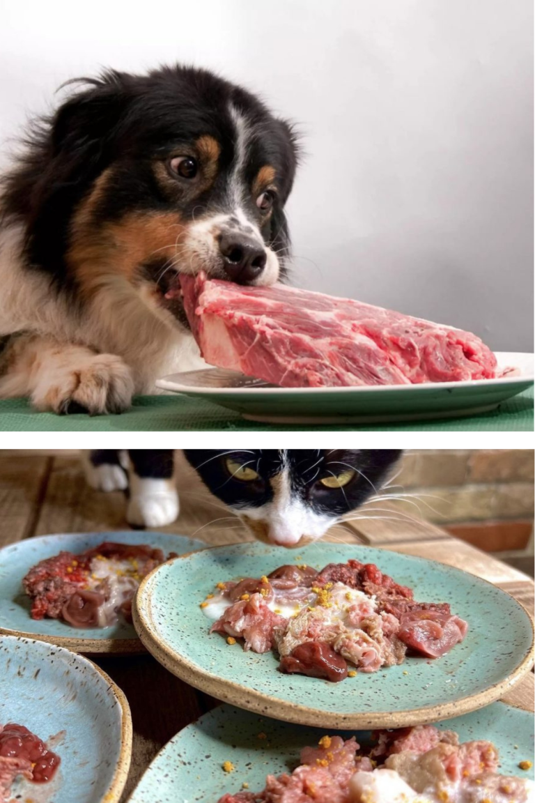 îți hrănești câinele sau pisica cu carne crudă