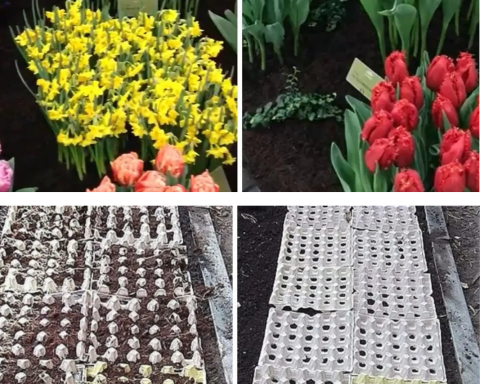 Plantarea bulbilor de flori în cofraje de ouă