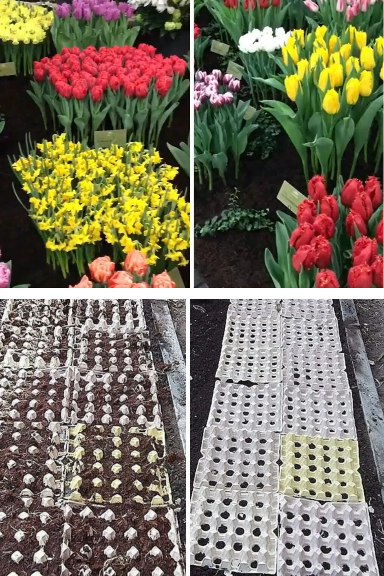 Plantarea bulbilor de flori în cofraje de ouă