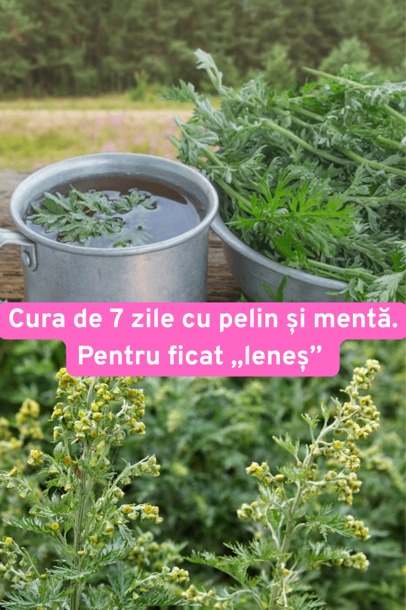 Leacul cu pelin și mentă pentru ficat