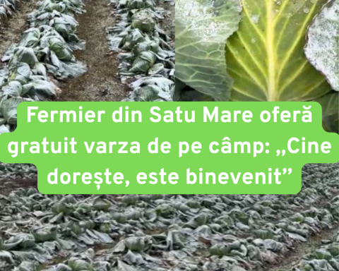Varză gratis, cât vezi cu ochii