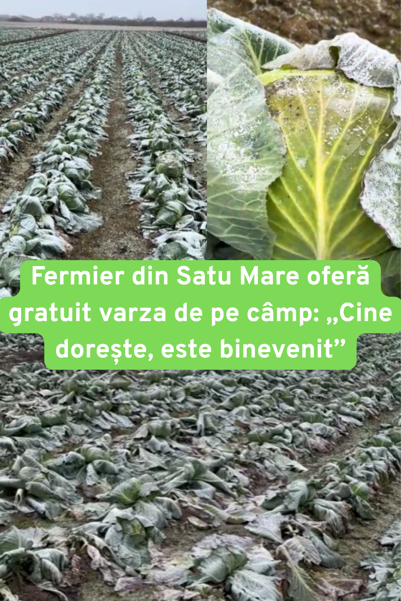 Varză gratis, cât vezi cu ochii