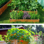 plante care țin dăunătorii departe de grădină