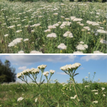 Coada-șoricelului