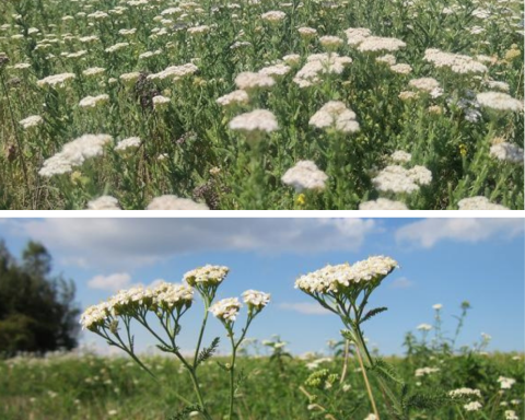 Coada-șoricelului