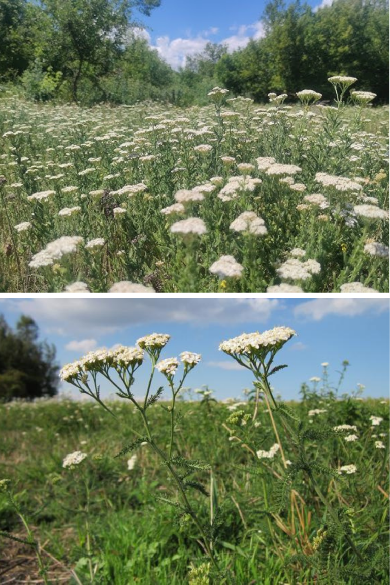 Coada-șoricelului