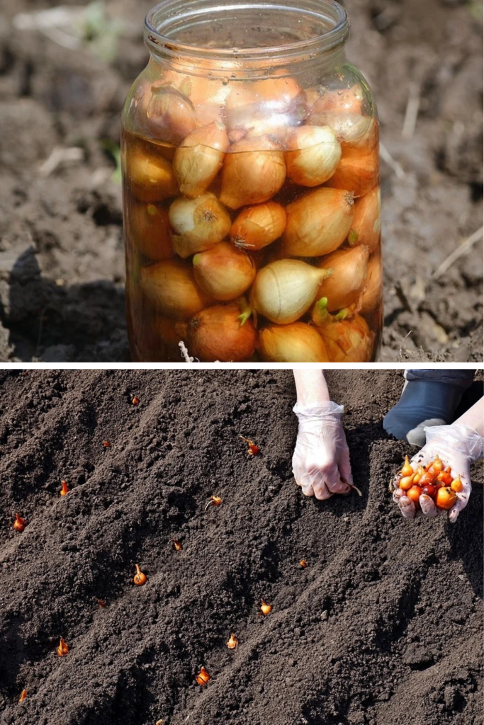 Plantarea arpagicului, etapa ignorată care costă producția. Schema corectă de plantare