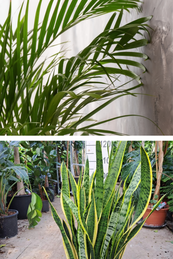 Aceste plante sunt oaze de oxigen si curata toxinele! Ar trebui sa ai cel putin una. Este mai important decat crezi