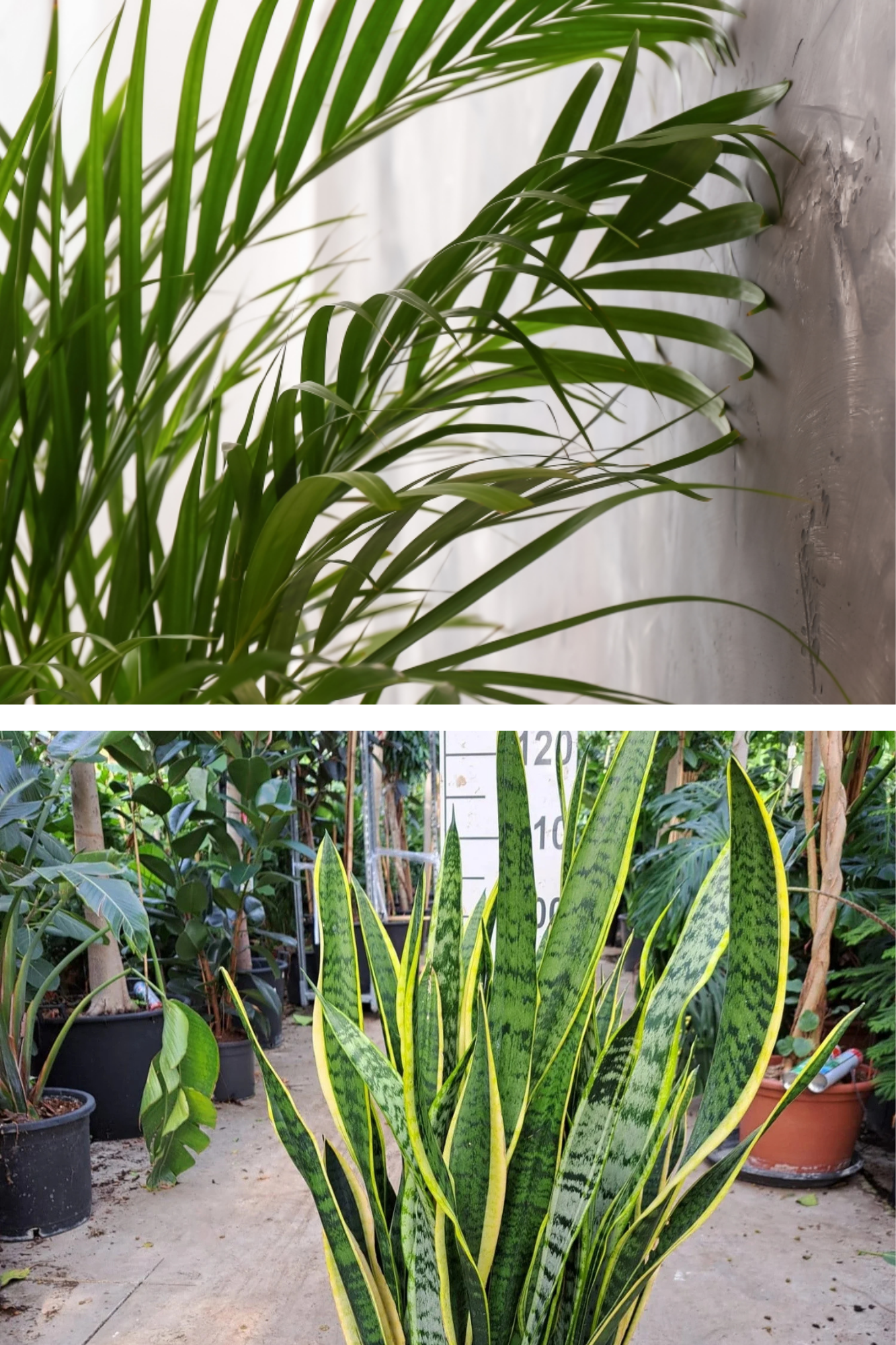 Aceste plante sunt oaze de oxigen si curata toxinele