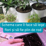 Ardeiul se cultiva foarte usor în ghiveci pe pervaz dacă pornești corect și nu-l grăbești.